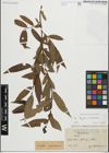 Foto von Salix fragilis L. x Salix triandra L.